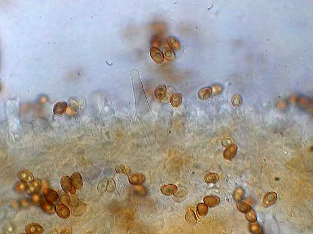 Galerina rubiginosa (Pers.) Khner